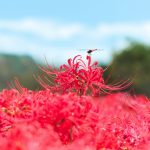 お彼岸について Vol.1