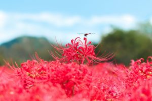 お彼岸について　Vol.1