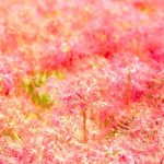 お彼岸について Vol.2