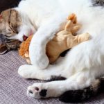 猫好きさんはご注意ください! 悶絶必須のかわいいが満載 にゃんこ四字熟語辞典。