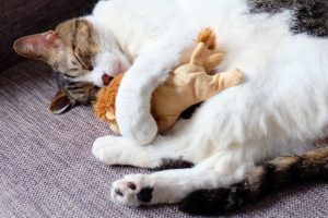 猫好きさんはご注意ください! 悶絶必須のかわいいが満載 にゃんこ四字熟語辞典。