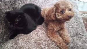 ペットロスとペット供養の新しいカタチ ~ペットを亡くして悲しみの中にいるあなたへ~