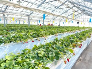 30分食べ放題!山元いちご農園のいちご狩り